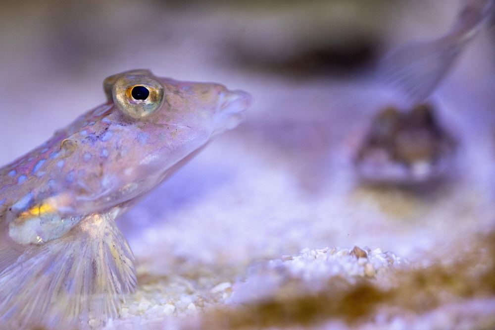 Aquarium heizstab vergleich – Symbolbild 2 (Bild: Photorama / Pixabay)