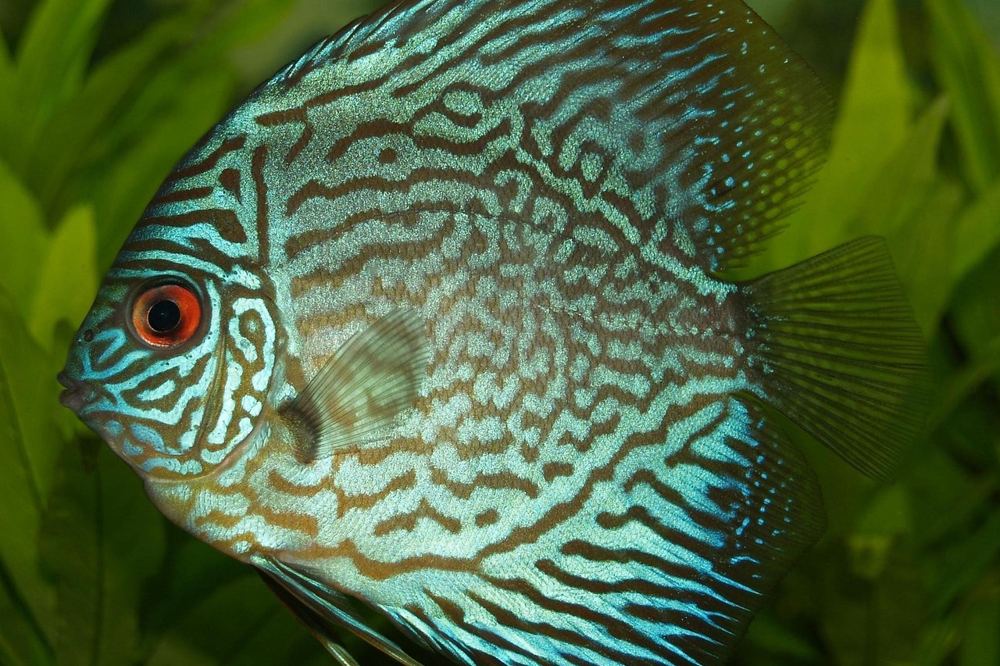 Aquarium heizstab vergleich – Symbolbild 3 (Bild: WikiImages / Pixabay)