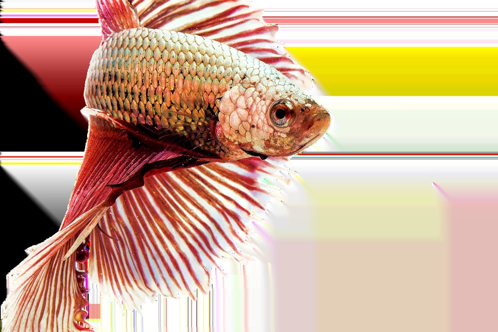 Aquarium heizstab vergleich – Symbolbild 4 (Bild: Schwarzenarzisse / Pixabay)