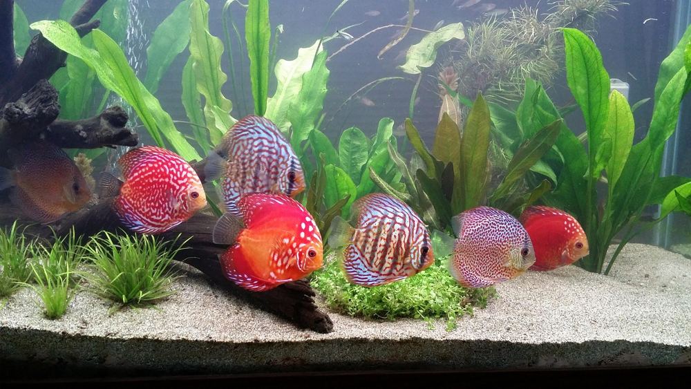 Aquarium heizstab vergleich – Symbolbild 5 (Bild: david6239 / Pixabay)