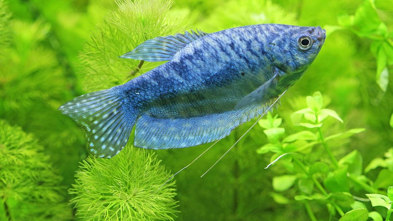 Aquarium heizstab vergleich – Symbolbild