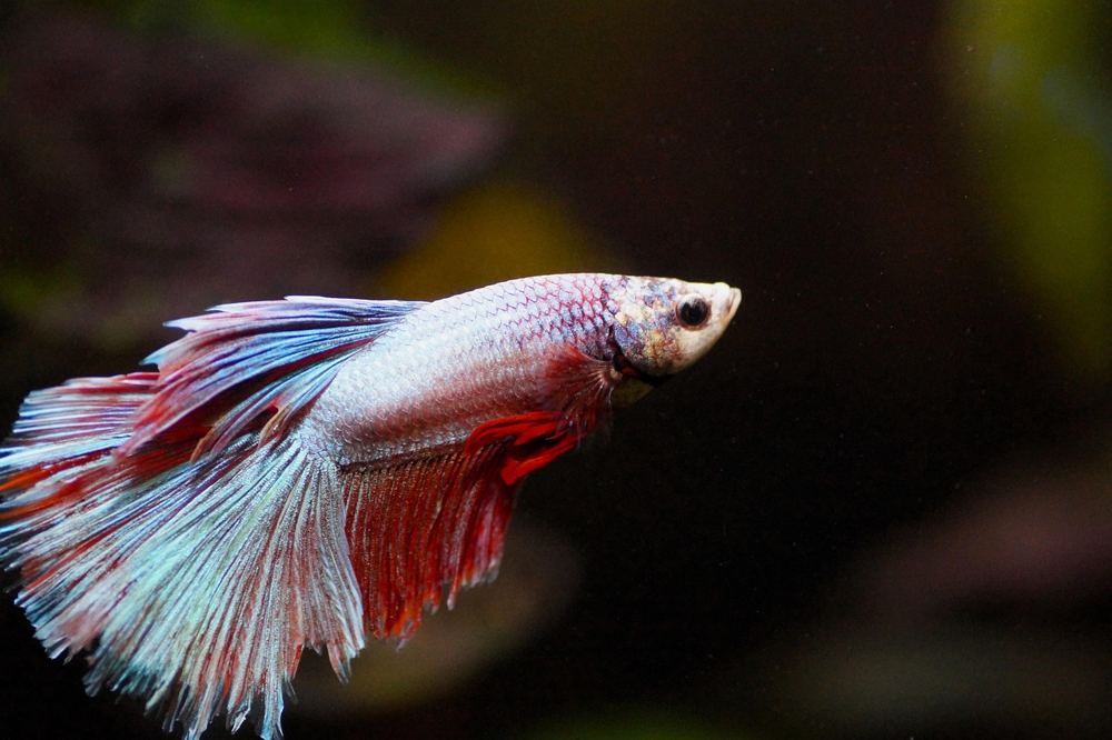 Aquarium stromkosten senken – Symbolbild 2 (Bild: ivabalk / Pixabay)