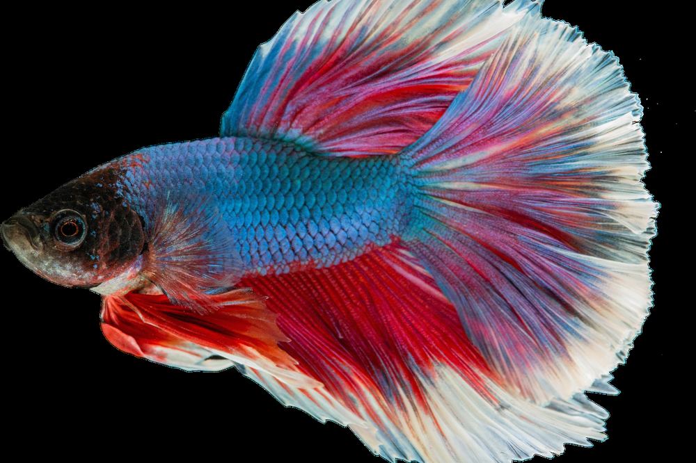 Aquarium stromkosten senken – Symbolbild 3 (Bild: Schwarzenarzisse / Pixabay)