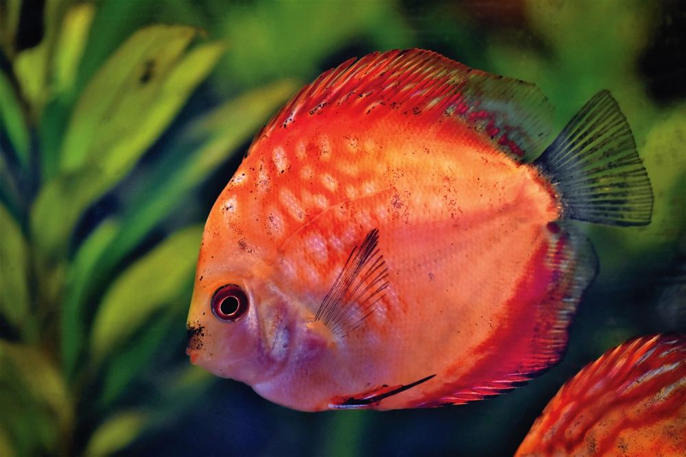 Aquarium stromkosten senken – Symbolbild 4 (Bild: Ralphs_Fotos / Pixabay)