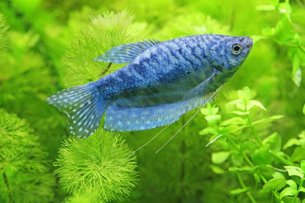 Aquarium stromkosten senken – Symbolbild 5 (Bild: vwald / Pixabay)