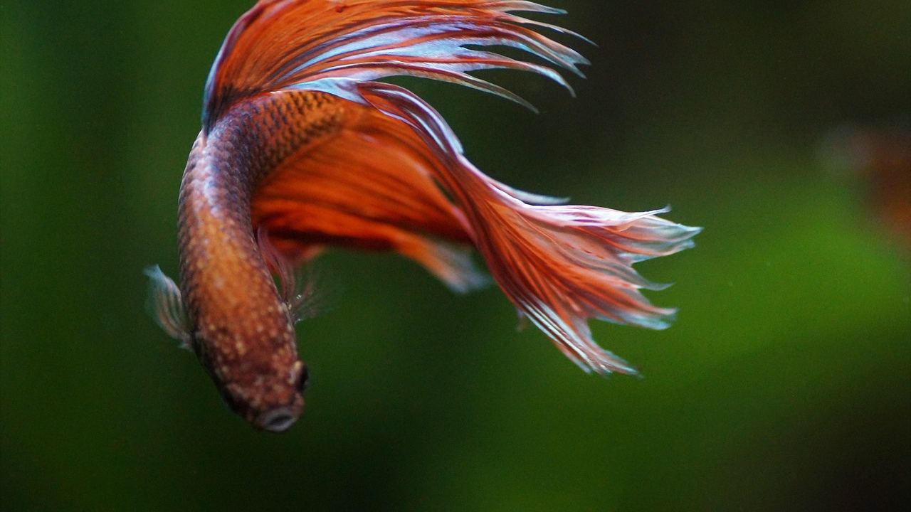 Aquarium stromkosten senken – Symbolbild