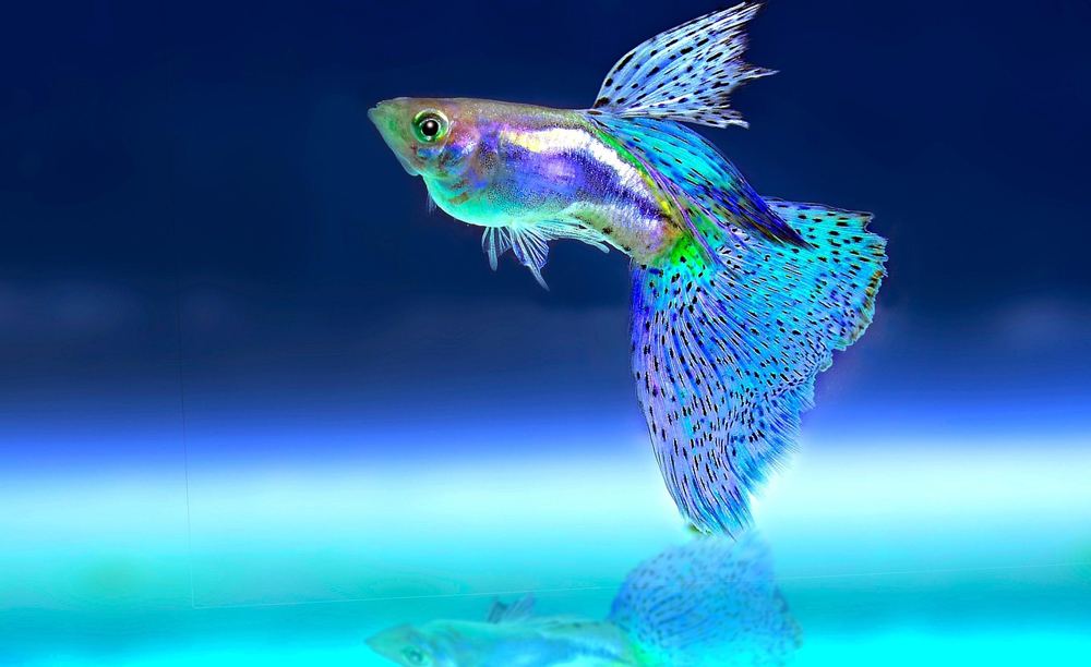 Black friday aquarium technik worauf achten – Symbolbild 2 (Bild: lmxma / Pixabay)
