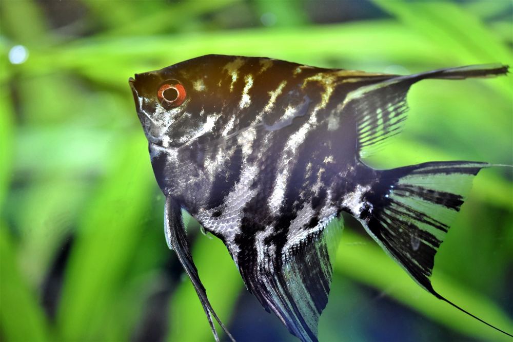 Black friday aquarium technik worauf achten – Symbolbild 3 (Bild: Ralphs_Fotos / Pixabay)