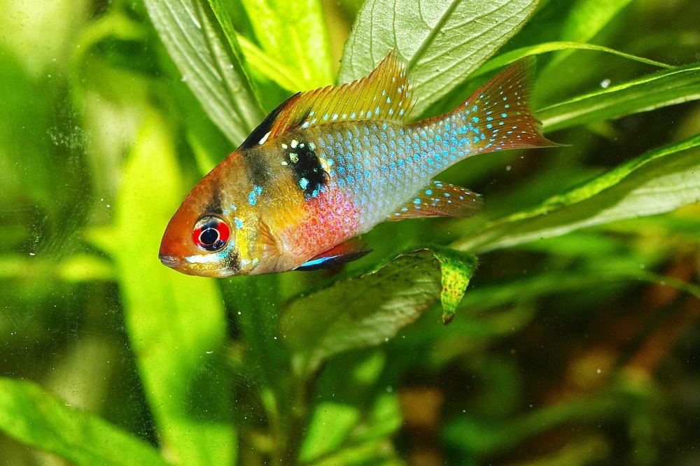 Black friday aquarium technik worauf achten – Symbolbild 4 (Bild: fdolmo / Pixabay)