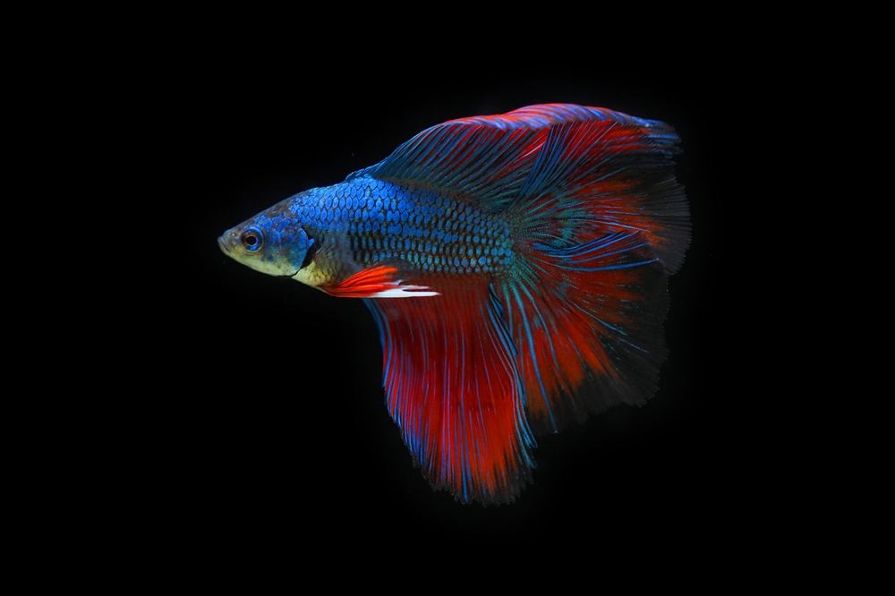 Black friday aquarium technik worauf achten – Symbolbild 5 (Bild: nonnatthapat / Pixabay)