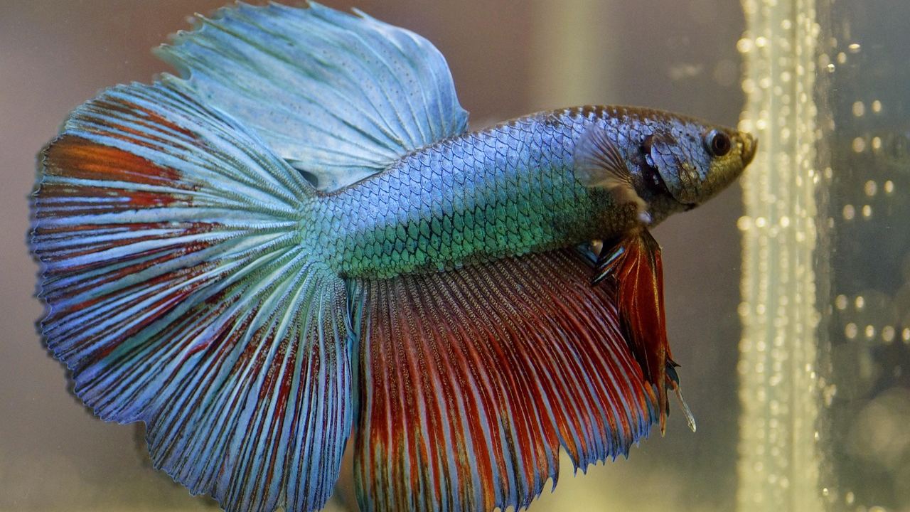 Black friday aquarium technik worauf achten – Symbolbild