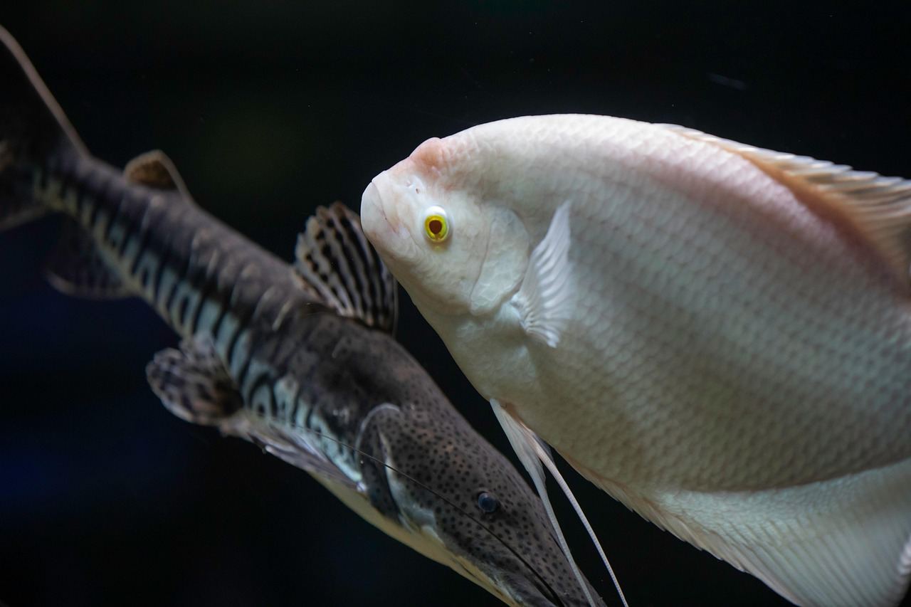 Beckengrößen – Symbolbild