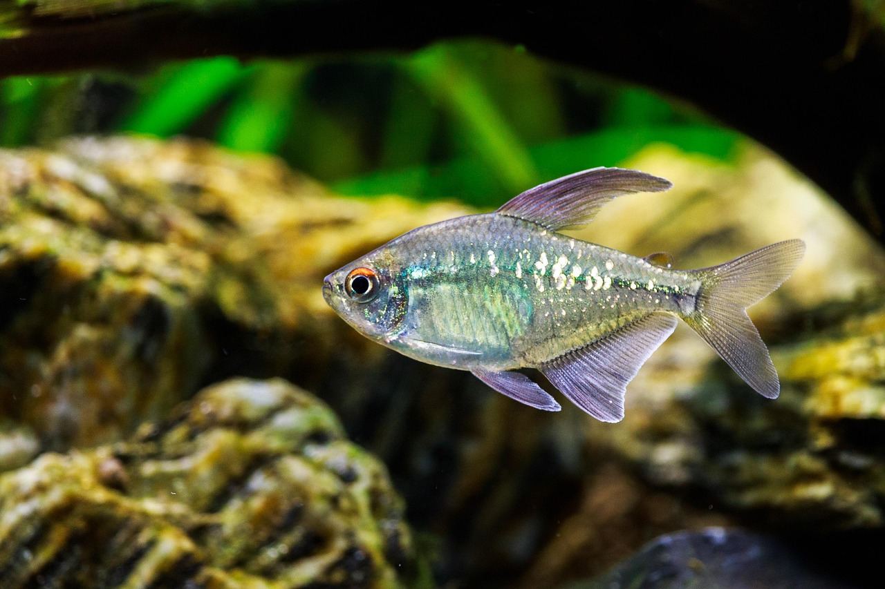540-Liter-Aquarium – Symbolbild (Bild: Tommy_Rau / Pixabay)
