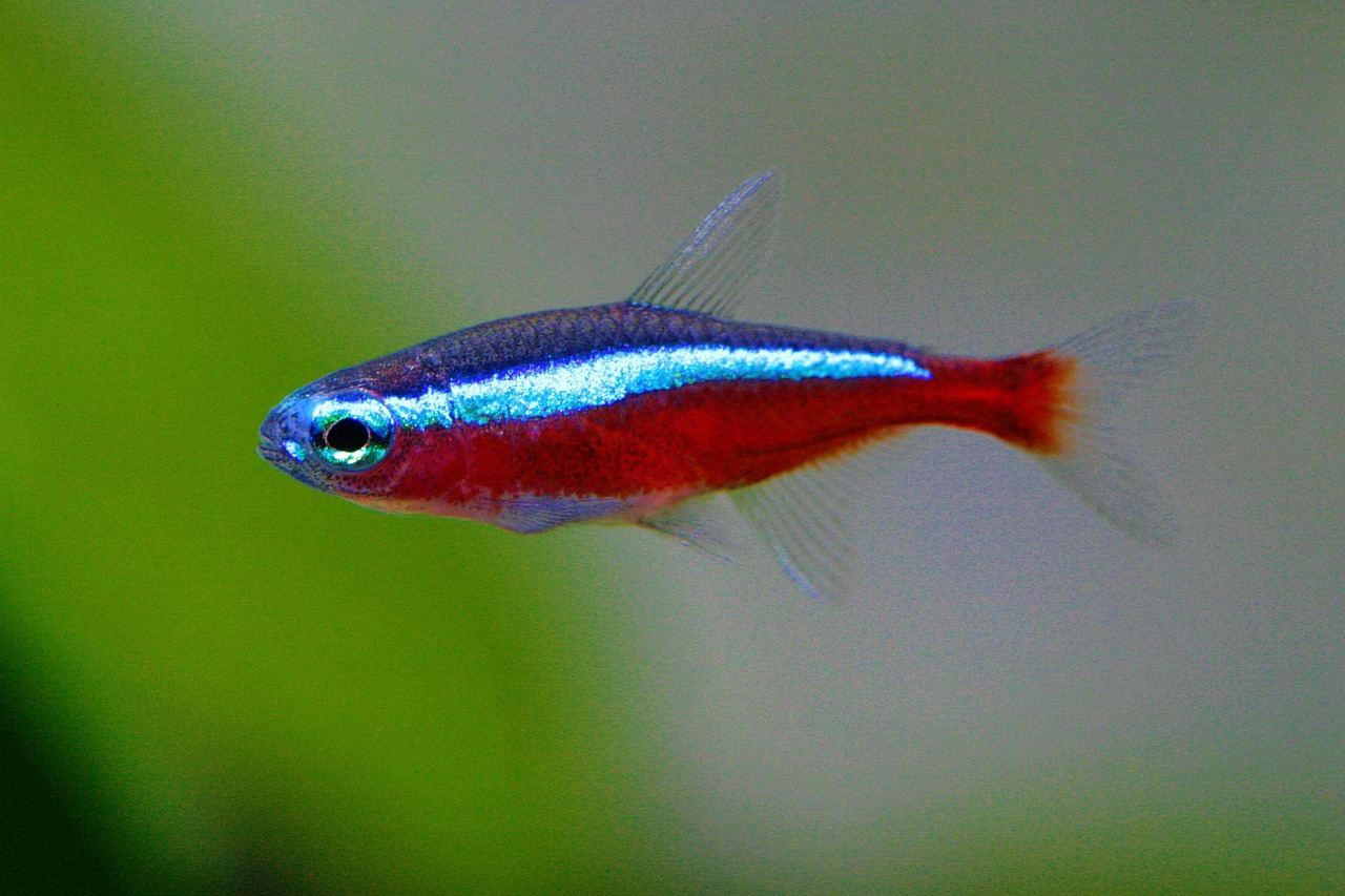 720-Liter-Aquarium – Symbolbild (Bild: Zucky123 / Pixabay)