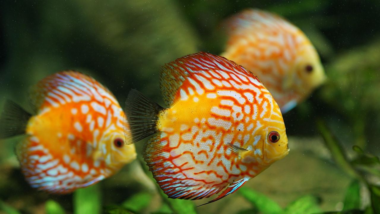 Pflanzen & Aquascaping – Symbolbild (Bild: dianakuehn30010 / Pixabay)